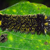 Caterpillar