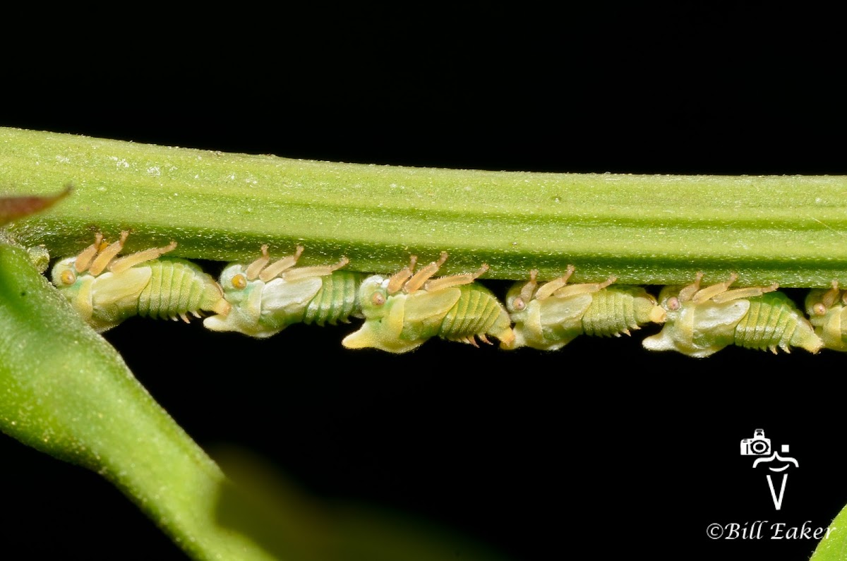 Treehoppers