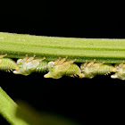 Treehoppers