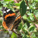 Red Admiral