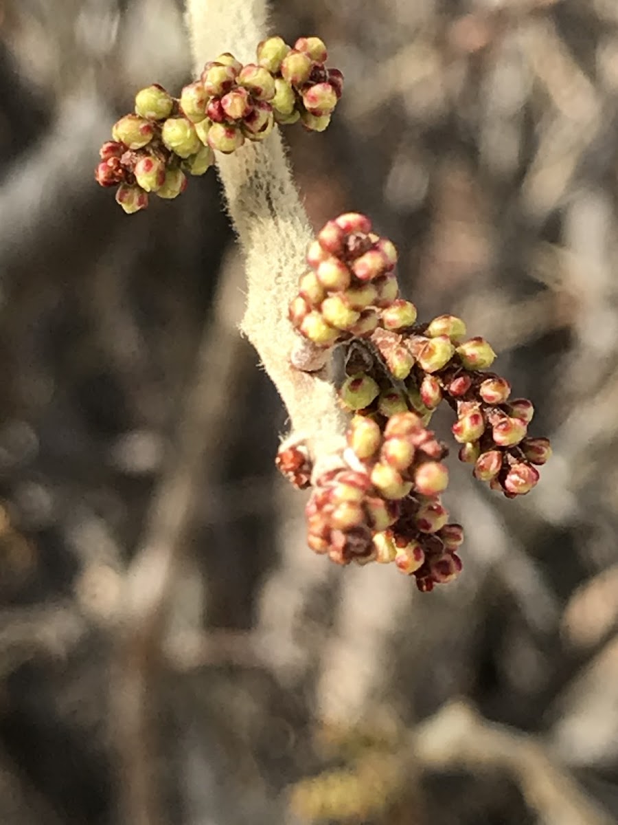 Skunkbush Sumac