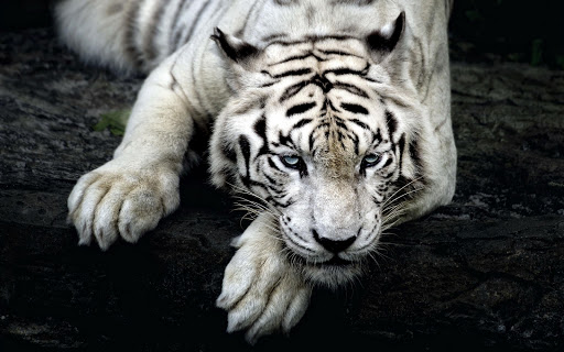 免費下載個人化APP|Tiger Live Wallpaper app開箱文|APP開箱王