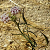 Narrowleaf Milkweed