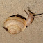 Asian trampsnail