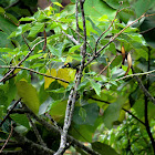 Coppersmith barbet