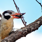 João-bobo (White-eared Puffbird)