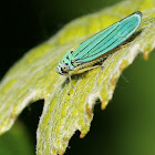 Blue-green sharpshooter