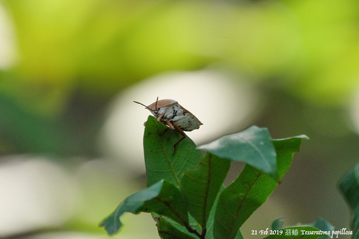 Tessaratoma papillosa 茘蝽