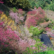 南庄碧絡角花園咖啡