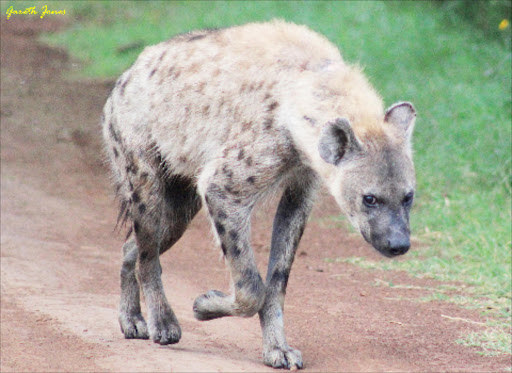 A hyena