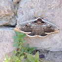 Saturnia pyri