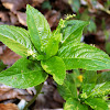 Dog's mercury