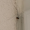 Harvestman