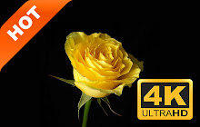 Yellow Flowers HD Photography New Tabs Theme small promo image