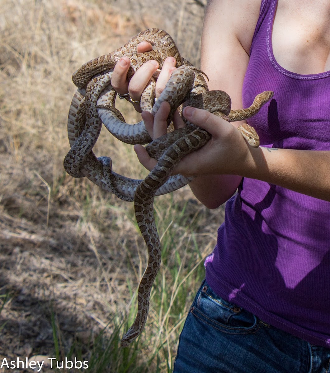 Great Plains Rat Snake