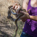 Great Plains Rat Snake