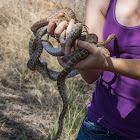 Great Plains Rat Snake