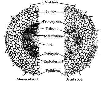 Solution Image