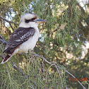 Laughing Kookaburra