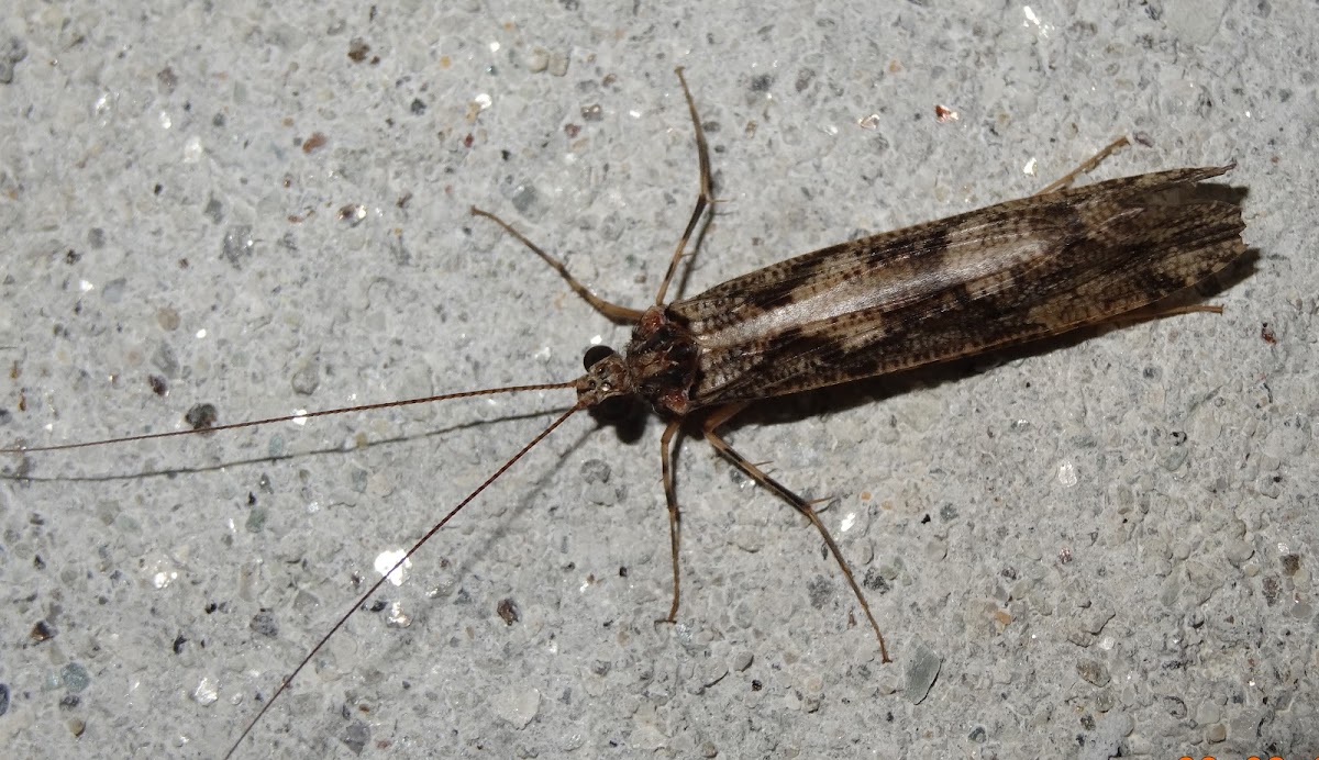 Caddisfly