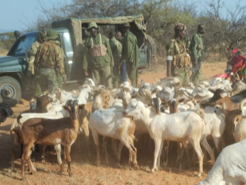 Goats recovered in the fight against banditry in Samburu County on July 11,2023.