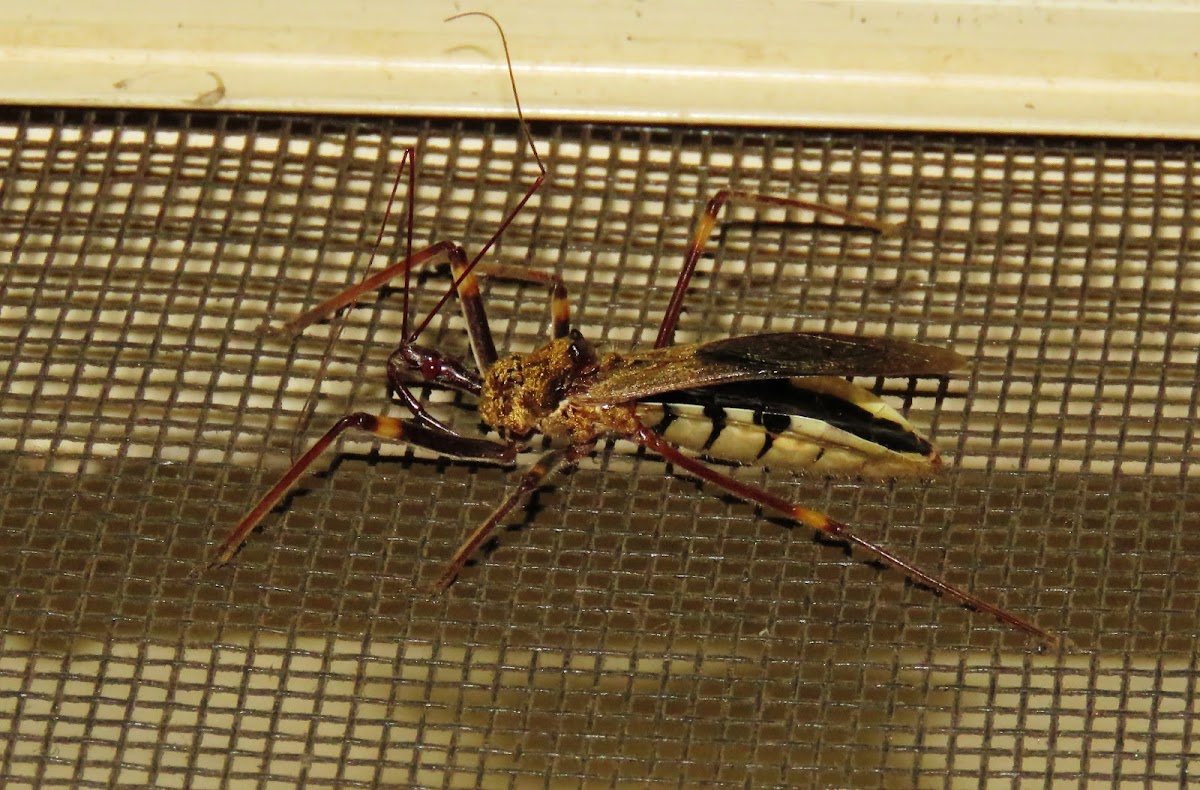 Assassin bug ?