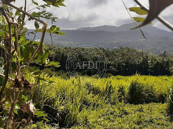 terrain à Le morne rouge (972)