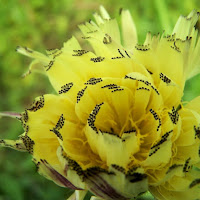 Il Fiore Selvatico di 