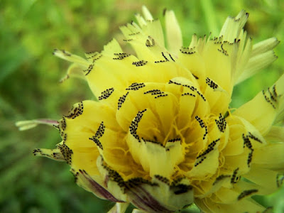 Il Fiore Selvatico di primo j decimo