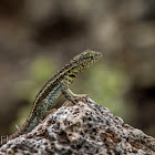 Galápagos lava Lizard