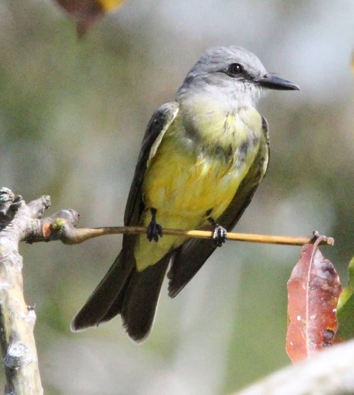 Tropical Kingbird