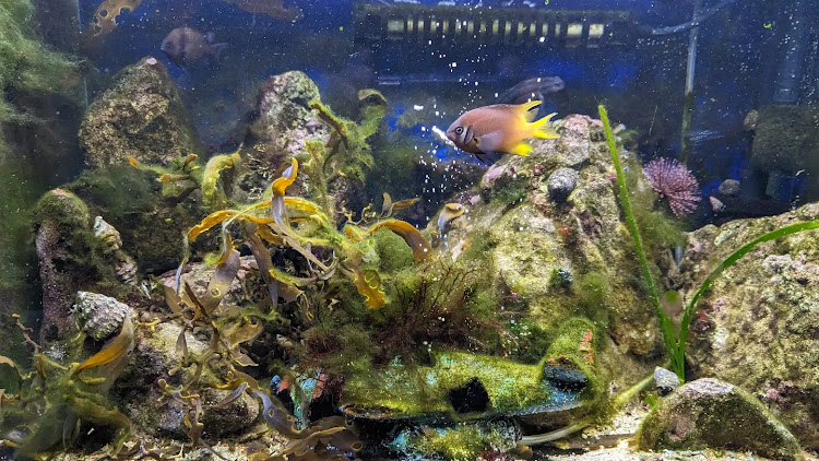 バモスホビオのツライチ・スタッドレス・プライベート水族館🐠に関するカスタム事例の投稿画像7枚目