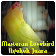 Masteran Lovebird Ngekek Juara  Icon