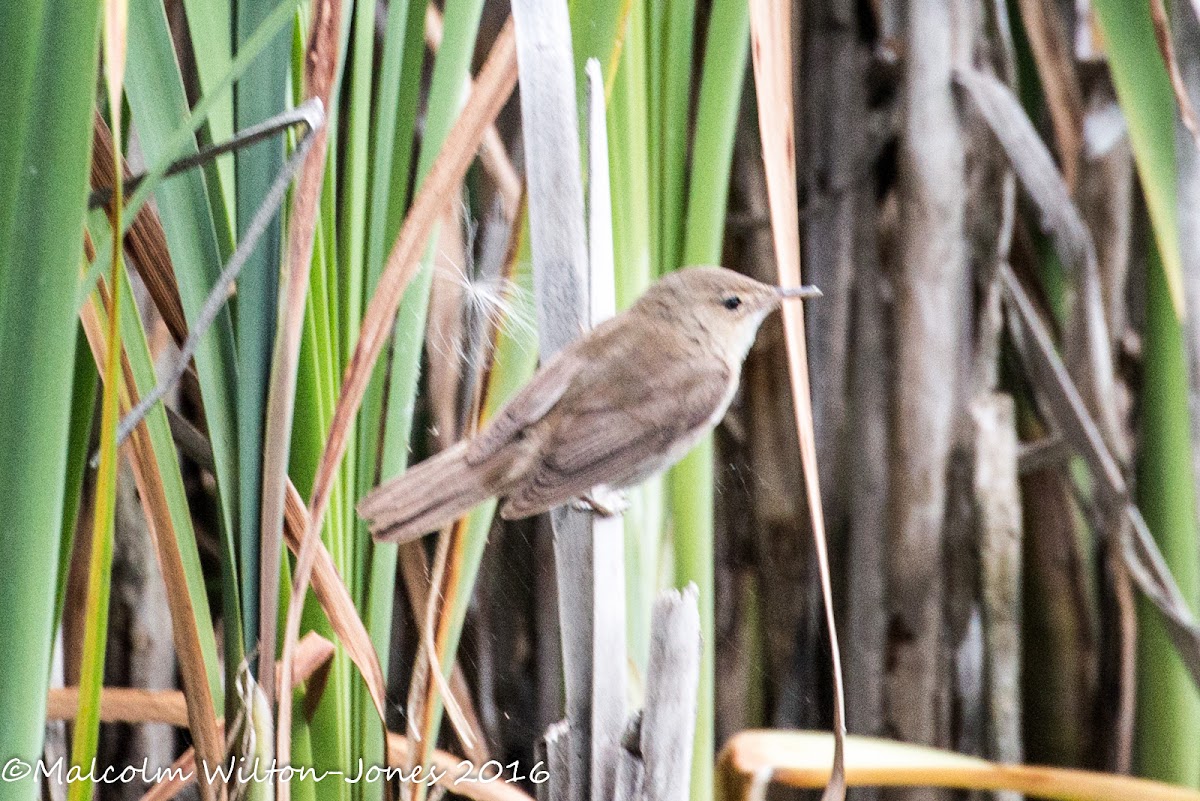 Reed Warbler