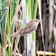 Reed Warbler