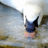 Bolle sull'acqua di 