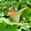 Dryad's Saddle