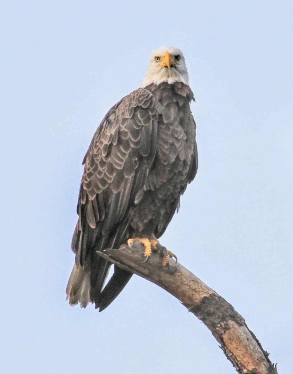 Bald Eagle