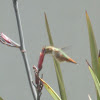 Allen's Hummingbird