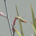 Allen's Hummingbird