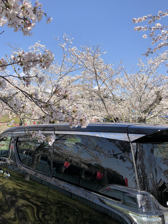 ヴェルファイアの小山観音・昼と夜の桜🌸・ローガン東海に関するカスタム事例の投稿画像3枚目