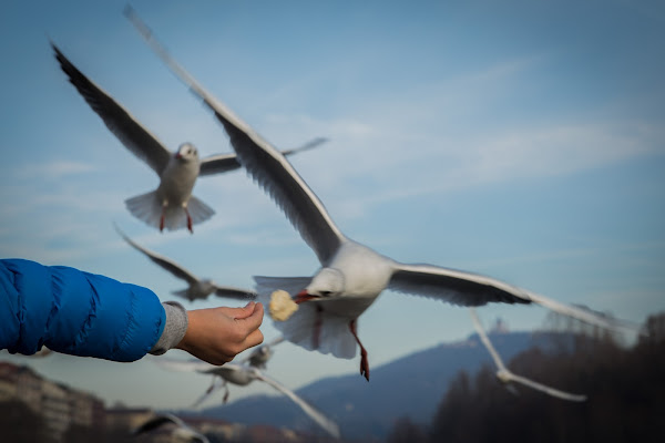 Rifornimento in volo ... di versil