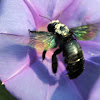 Tropical Carpenter Bee