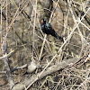 Brown-headed Cowbird