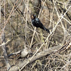 Brown-headed Cowbird