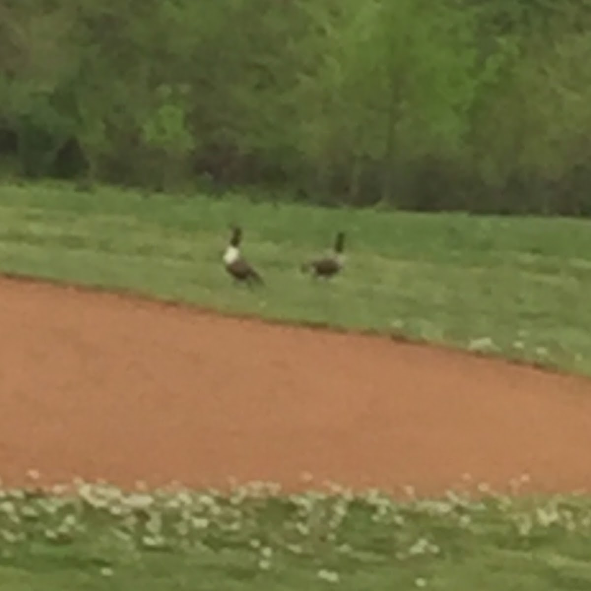 Canadian Geese