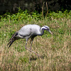 Demoiselle Crane