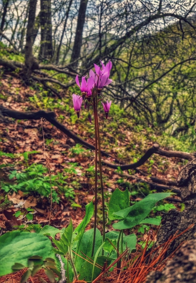 Jeweled Shooting Star