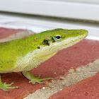 Green Anole