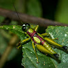 Hippariacris Grasshopper (male)